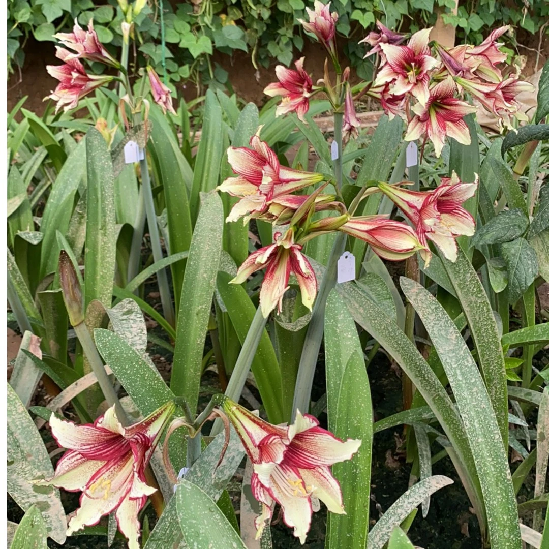 火焰辣椒自育品种所见所得