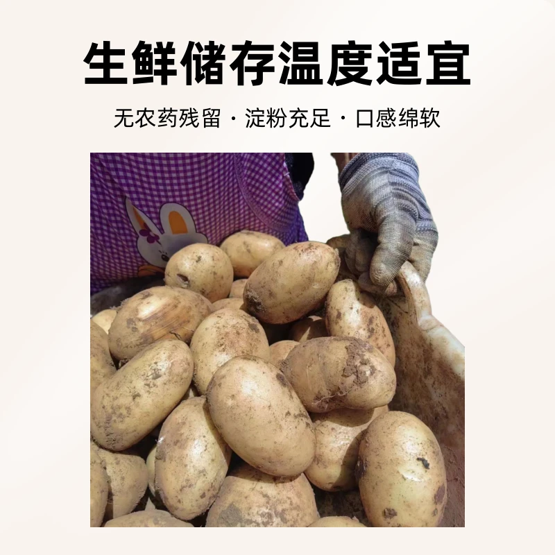 高原自产正宗威宁黄皮洋芋米拉洋芋又粉又糯马铃薯黄心土豆食用