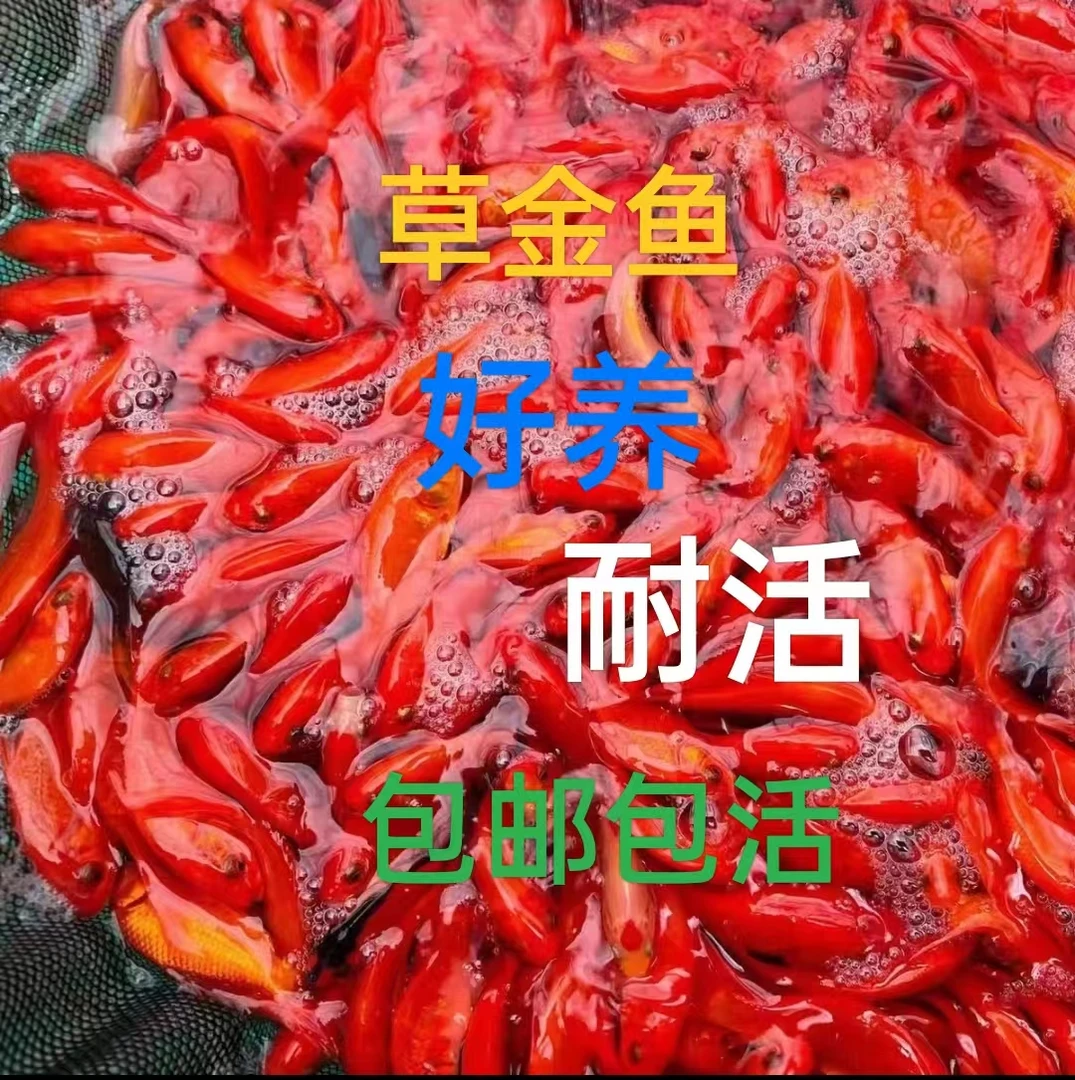 【推荐】草金鱼观赏鱼红色观赏鱼黑色招财鱼缸养殖全红婵同款小乌龟