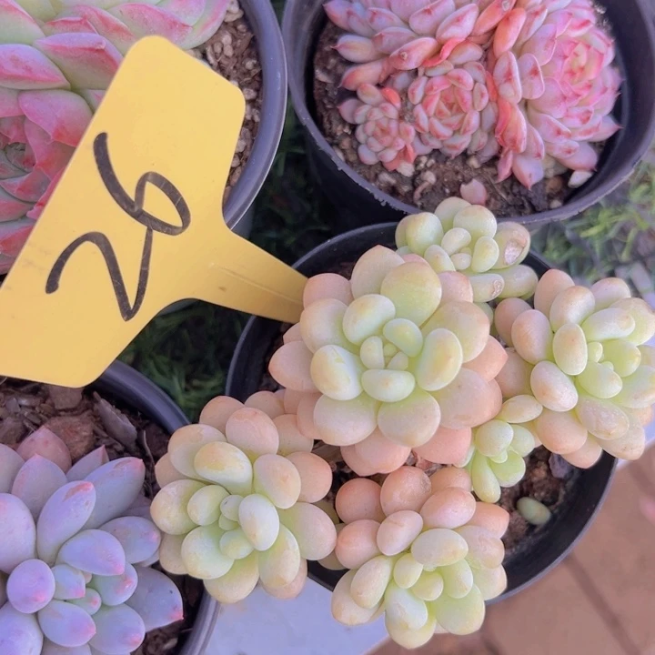 健健康康平平安安