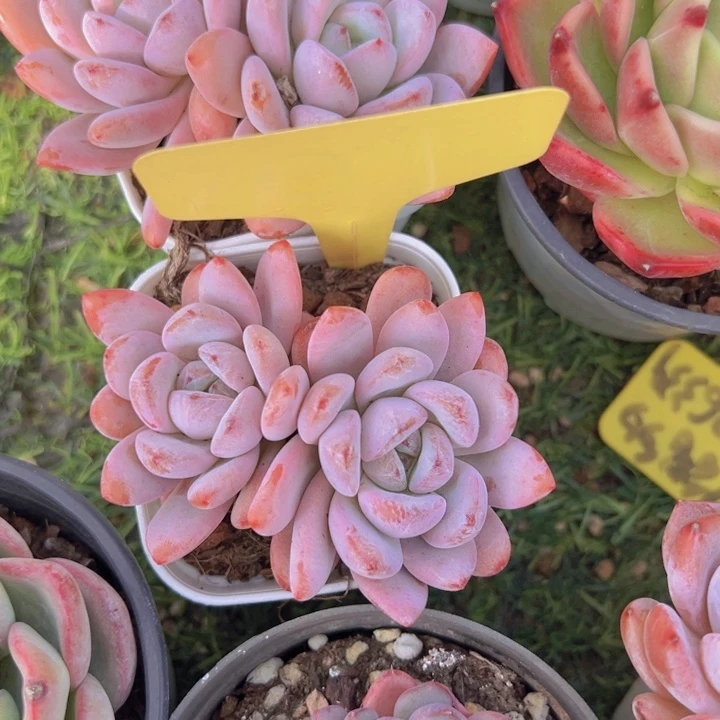 健健康康平平安安