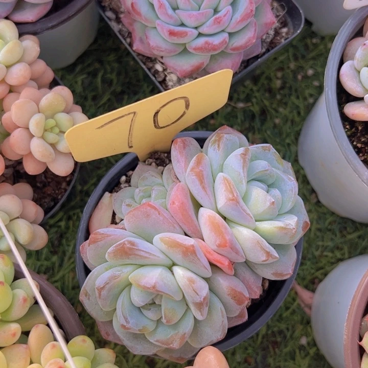 健健康康平平安安