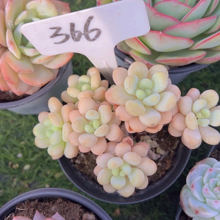 健健康康平平安安