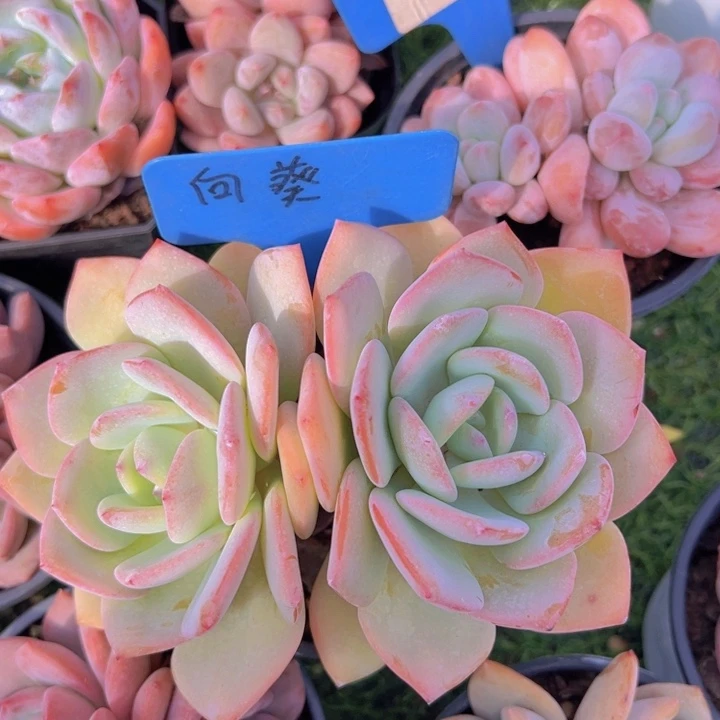 健健康康平平安安