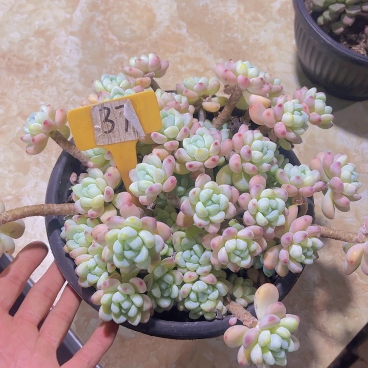 健健康康平平安安