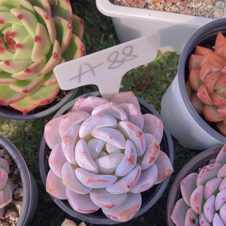 健健康康平平安安