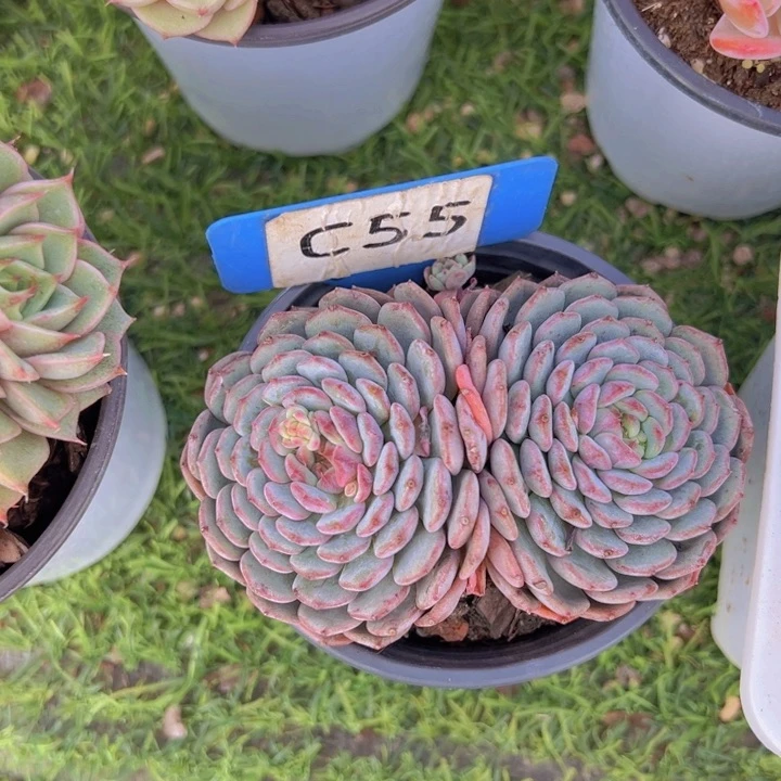 健健康康平平安安