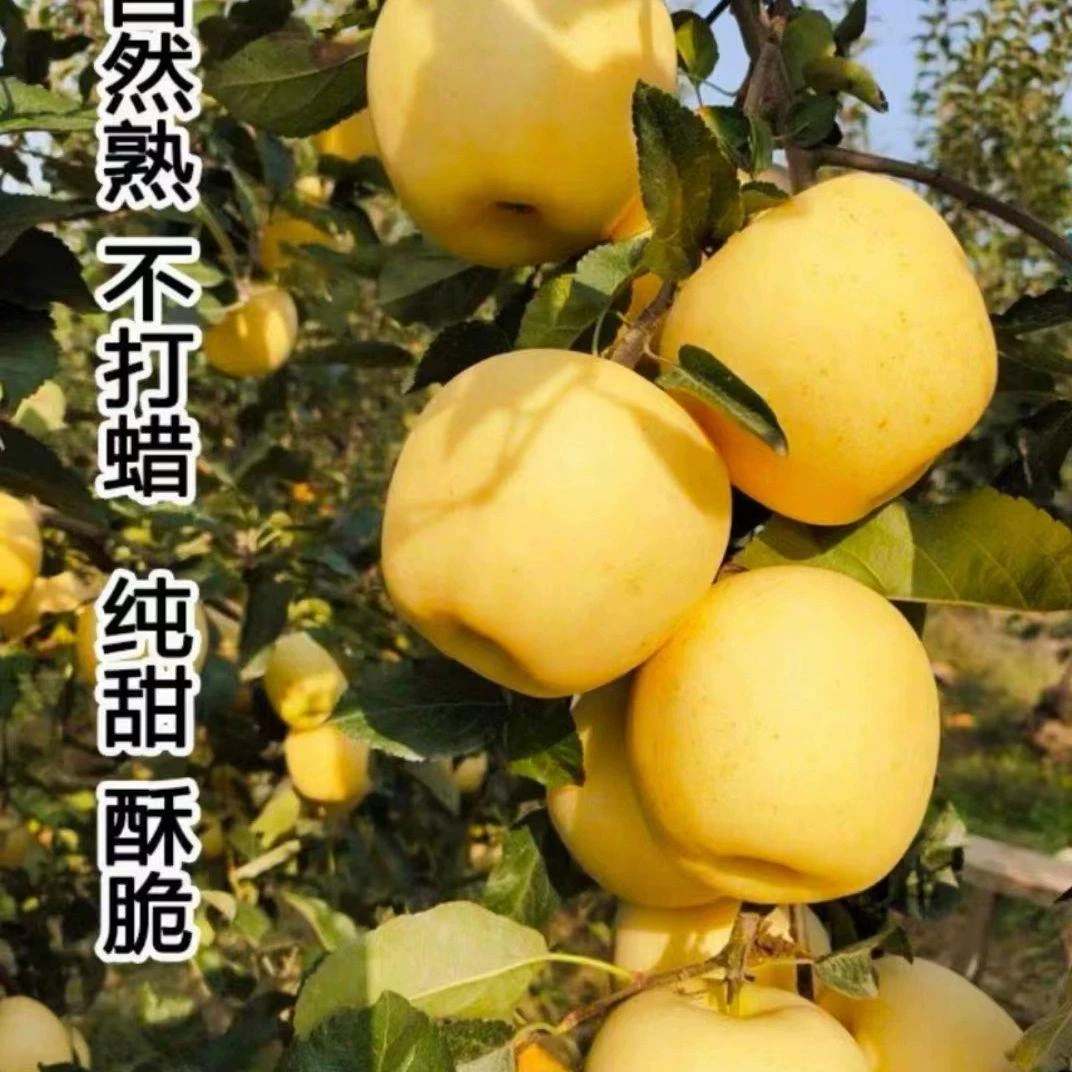 维纳斯黄金奶油苹果新鲜水果山东烟台黄苹果脆甜糖心富士丑苹果