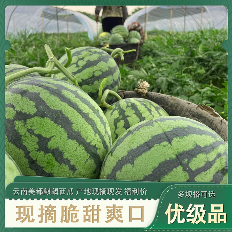 【中通包邮】现货云南麒麟西瓜一个蜜甜多汁当季热卖新鲜水果H