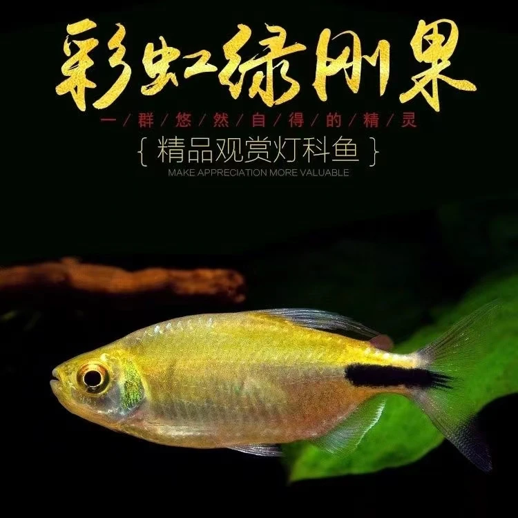 彩虹绿刚果鱼 稀有灯鱼可混养 淡水观赏鱼 群游鱼