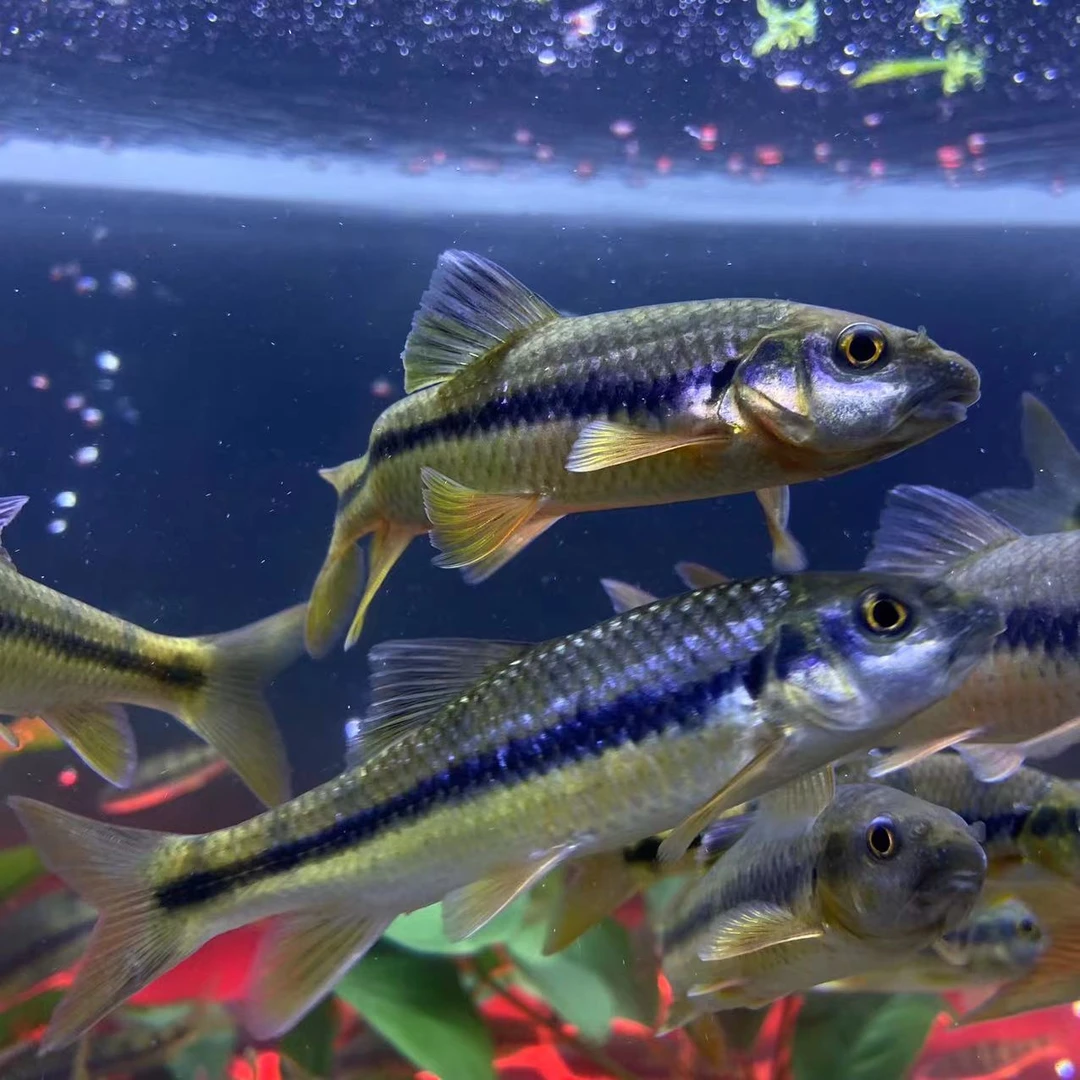 淡水黄腹溪石斑活体宠物好养生长快小尺寸观赏鱼 不挑水质不挑食