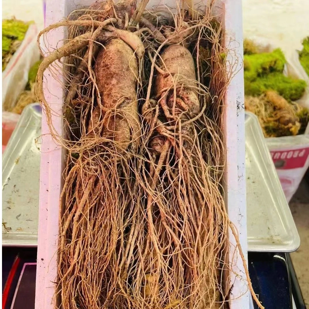 长白山  新鲜人参  一斤（5个头）单只二两