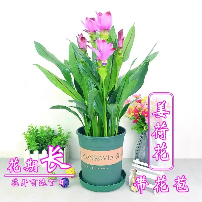 姜荷花盆栽带花苞阳台四季开花花卉