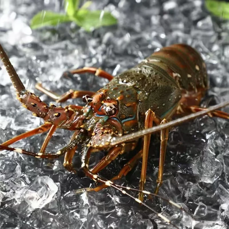 青龙龙虾肉质鲜美3-4两/只