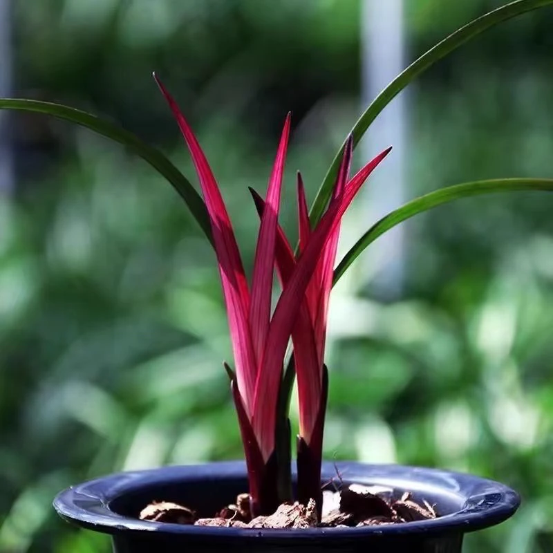 兰花苗寒兰红草盆栽赏叶型植物易养活办公室绿植盆景花卉