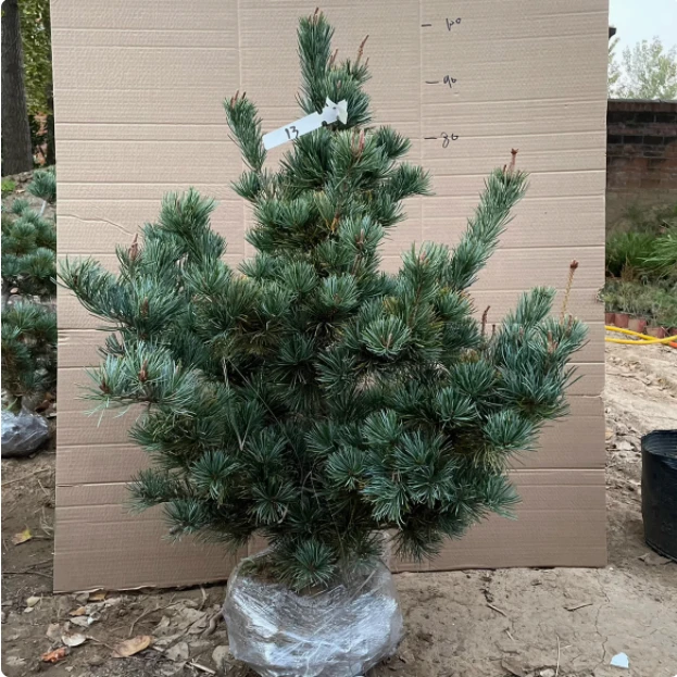 一物一拍基地直销宫岛五针松盆景黑松老桩盆栽庭院五叶松迎客造型