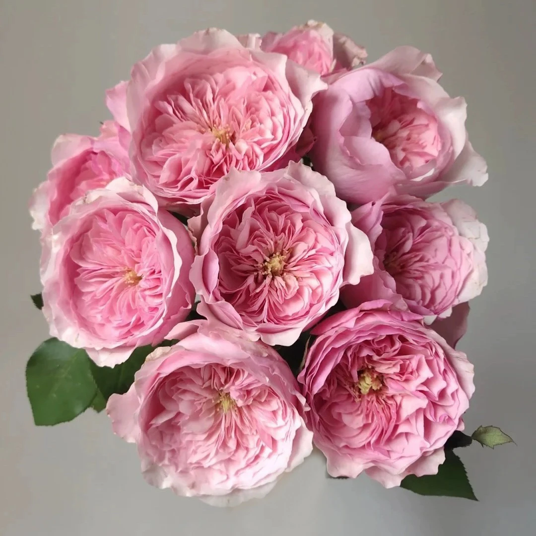 凯丽 浓香灌木切花扦插月季花苗阳台庭院盆栽多季节勤花