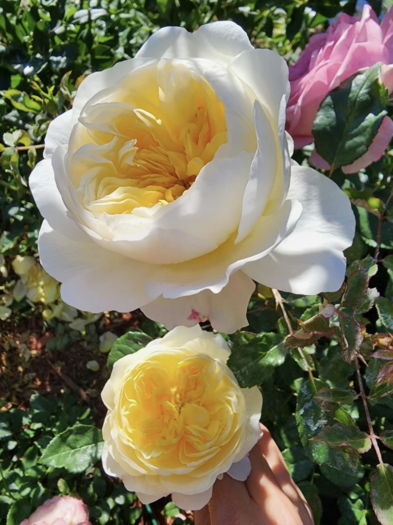 【诗人的妻子】浓香大花月季玫瑰盆栽 独颗扦插露天大苗 四季开花