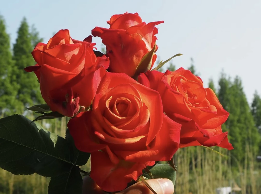 【信仰】浓香特大花型切花玫瑰月季盆栽 独颗扦插露天大苗 四季开花