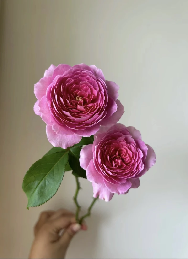 【花宫娜】大花切花月季玫瑰盆栽 独颗扦插露天大苗 四季开花多年生