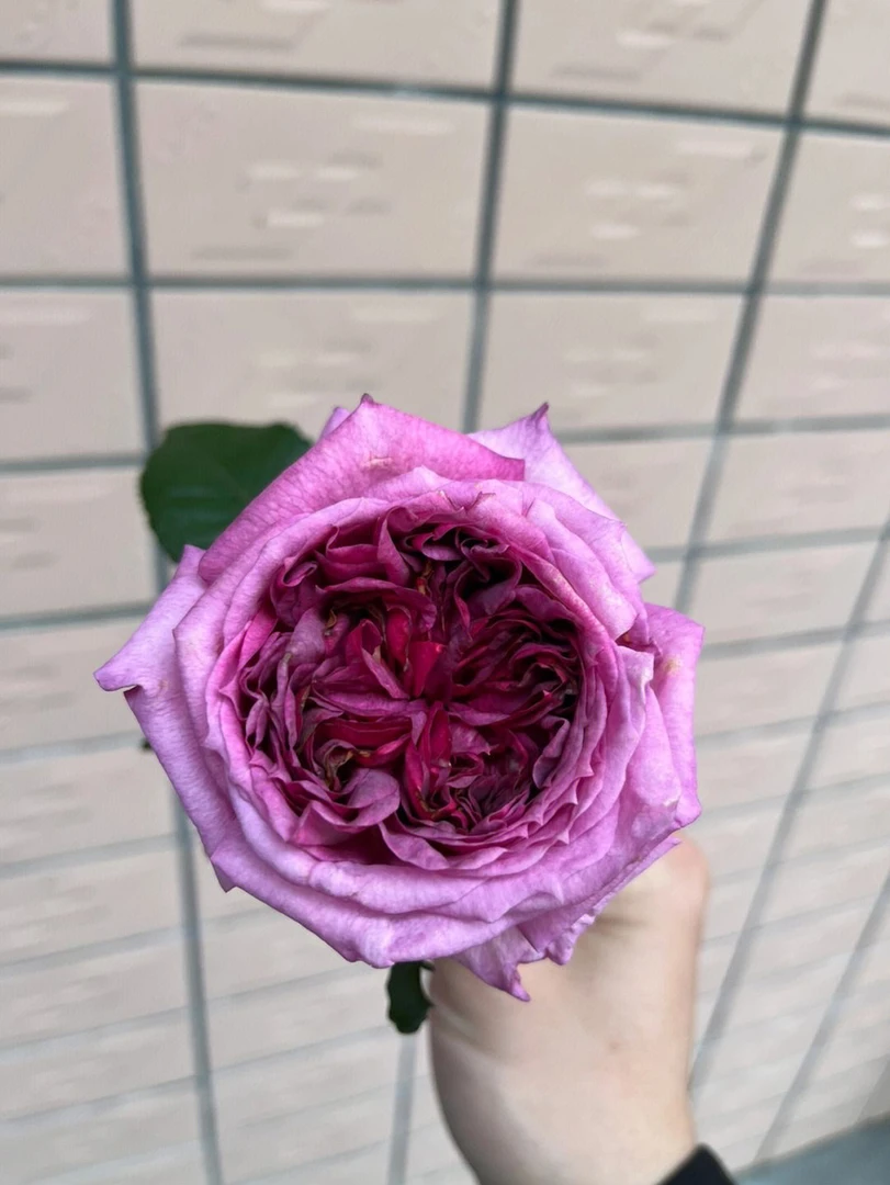 蓝莓蛋糕月季花大苗戴尔巴德特大花浓水果香四季阳台庭院花卉植物