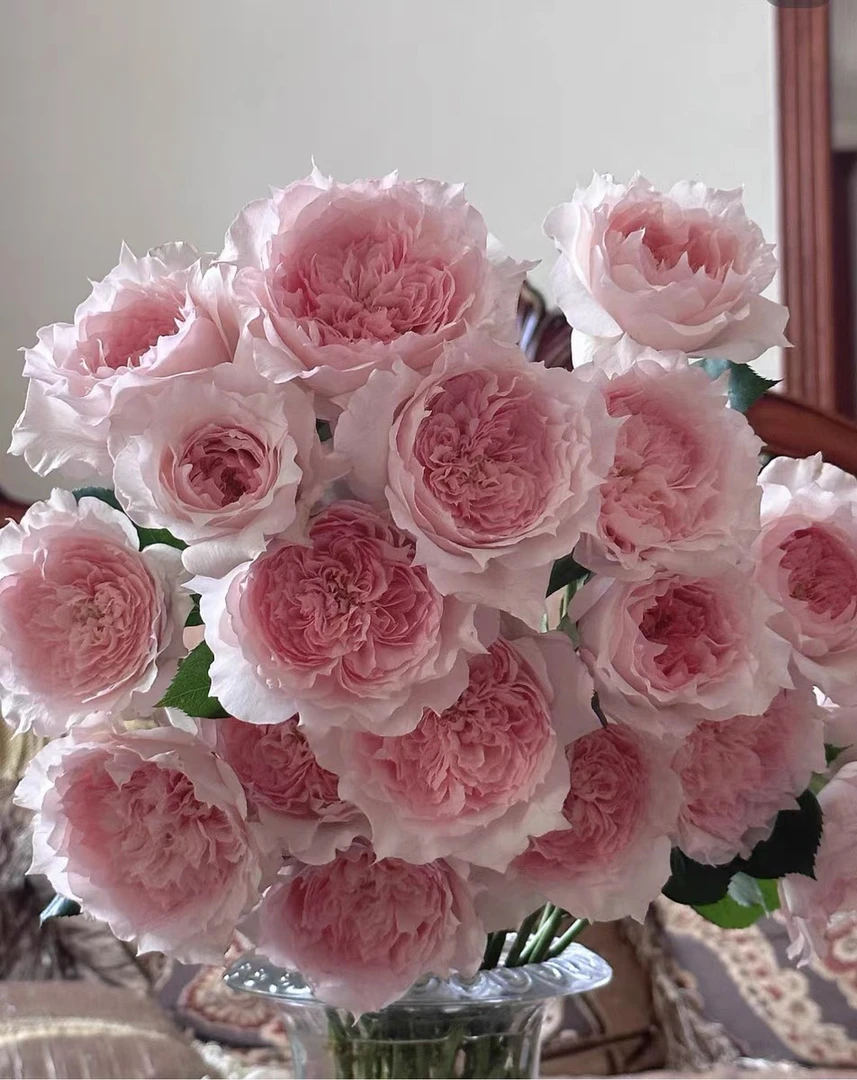莫妮卡戴维 灌木月季 美人尖花瓣 抗病耐热阳台庭院勤花丰花月季