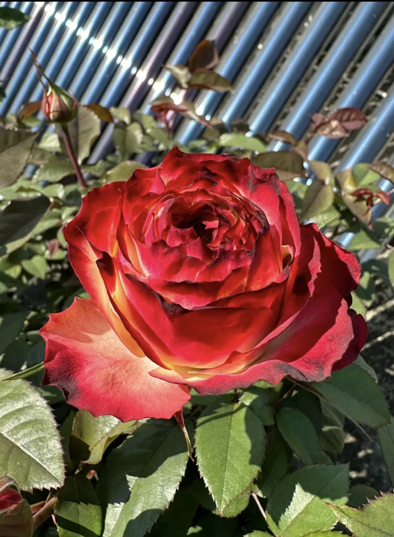 【苹果杰克】 切花月季玫瑰盆栽 独颗扦插露天苗 四季开花 多年生