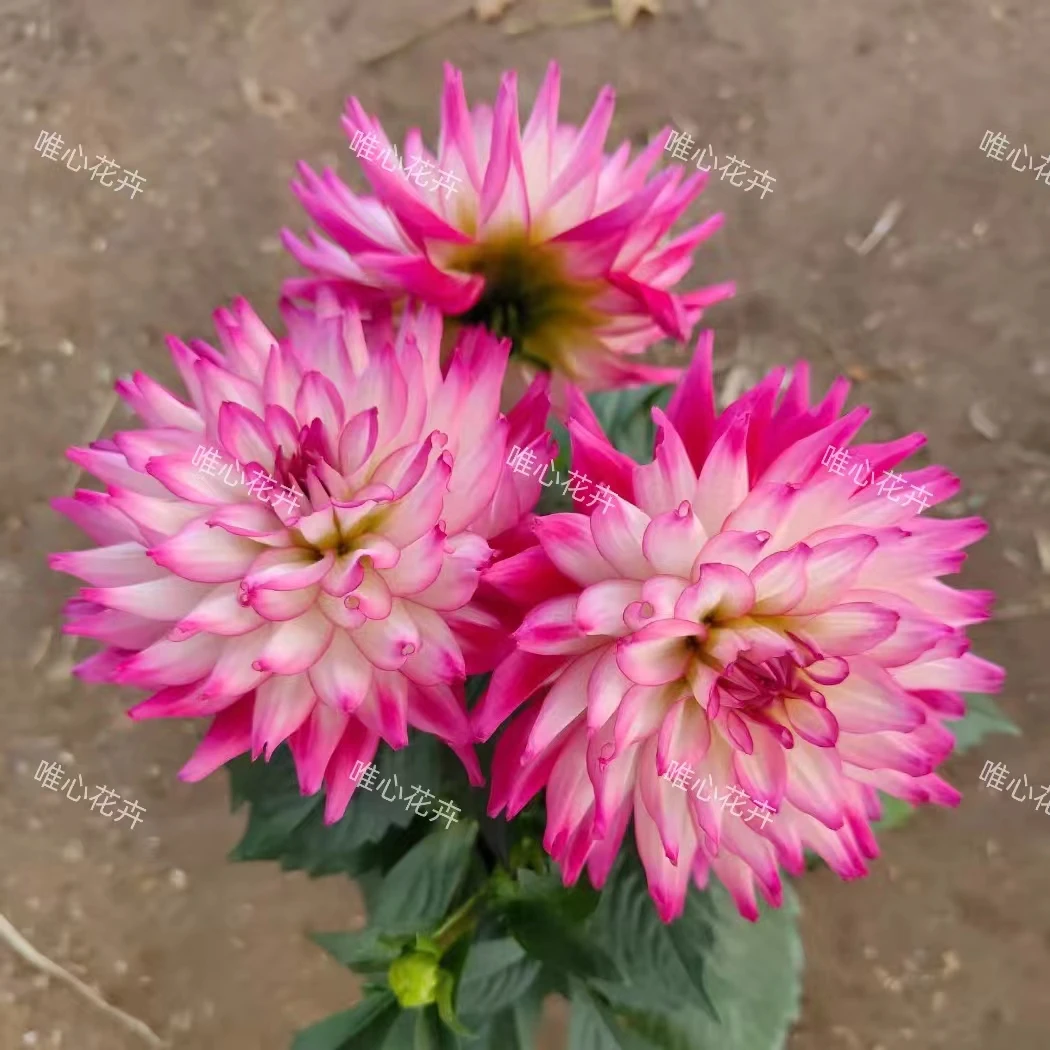 带花苞【荷花】大丽花室内菊花卉盆栽大绣球多头单头独本