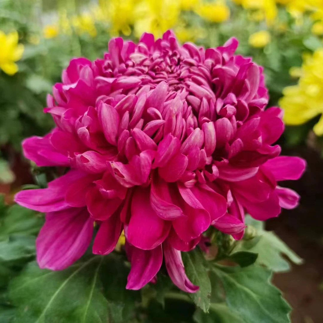 大花紫绣球【带花苞发货】室内菊花卉盆栽多头单头独本