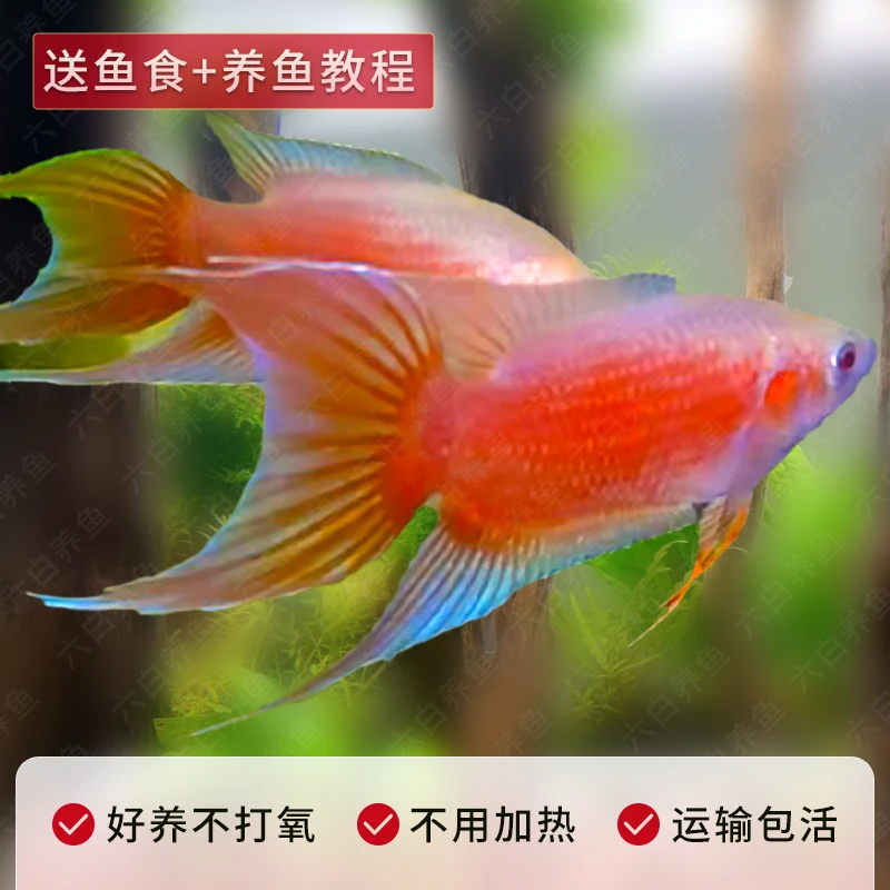 红色招财鱼中国斗鱼免打氧冷水观赏小鱼好养淡水鱼苗免加温懒人鱼
