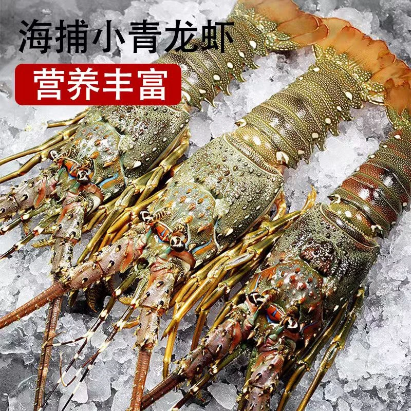 速冻龙虾3-5两/只 小青龙虾活冻锁鲜鲜嫩冰鲜冷链低温