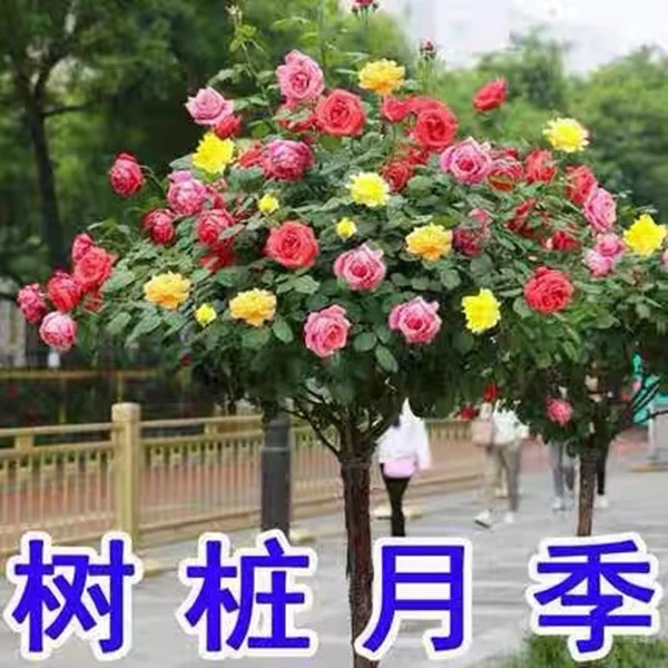 【拍2棵立减5元】棒棒糖树桩月季花红色大花浓香盆栽庭院种植耐寒