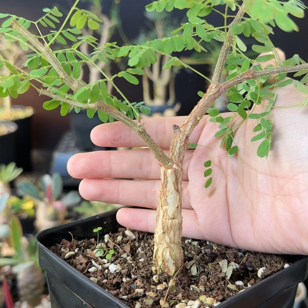 只**静黑猴刺树啦啦啦啦