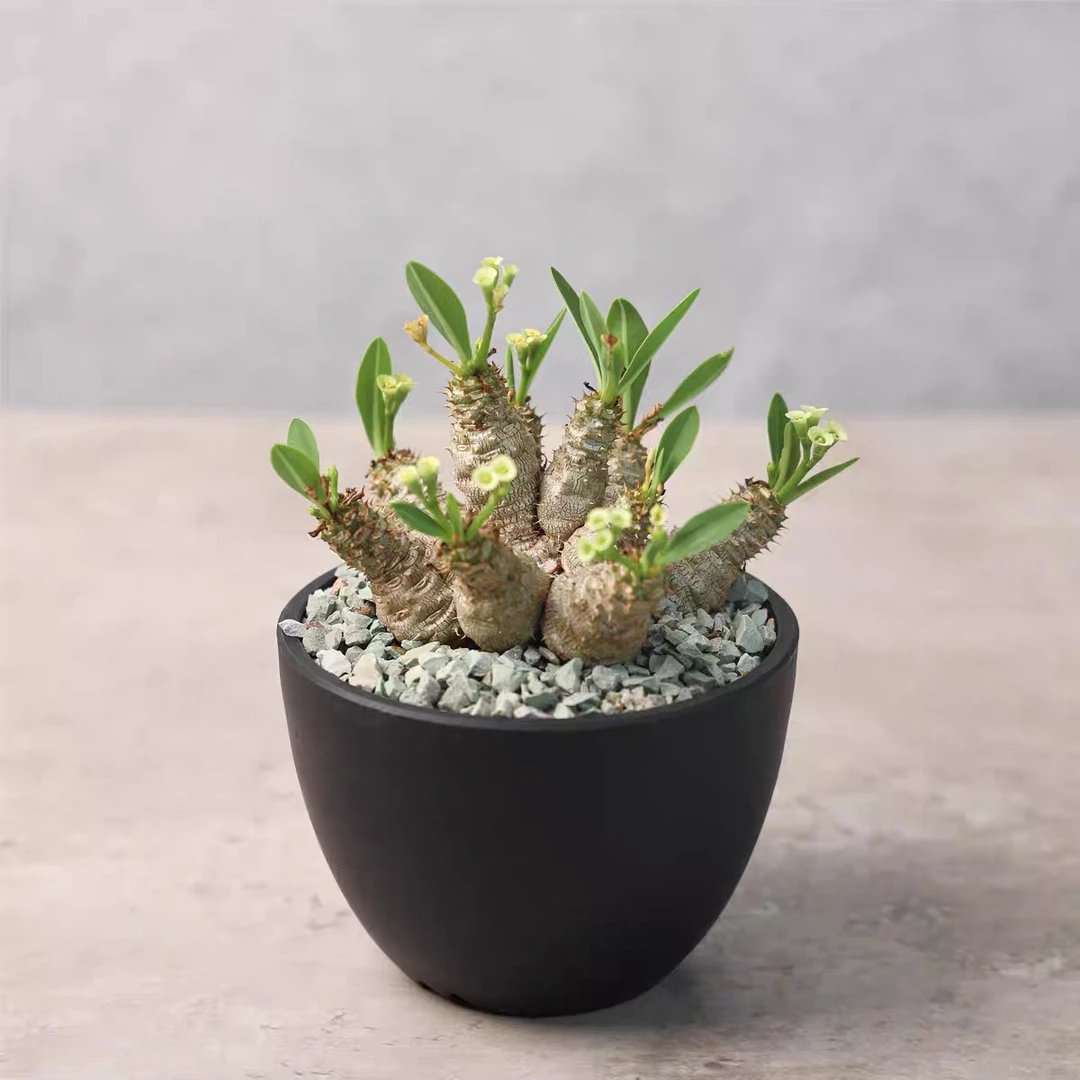 【艺茗】念珠大戟 Euphorbia parvimedusae 珍奇潮流块根多肉盆栽