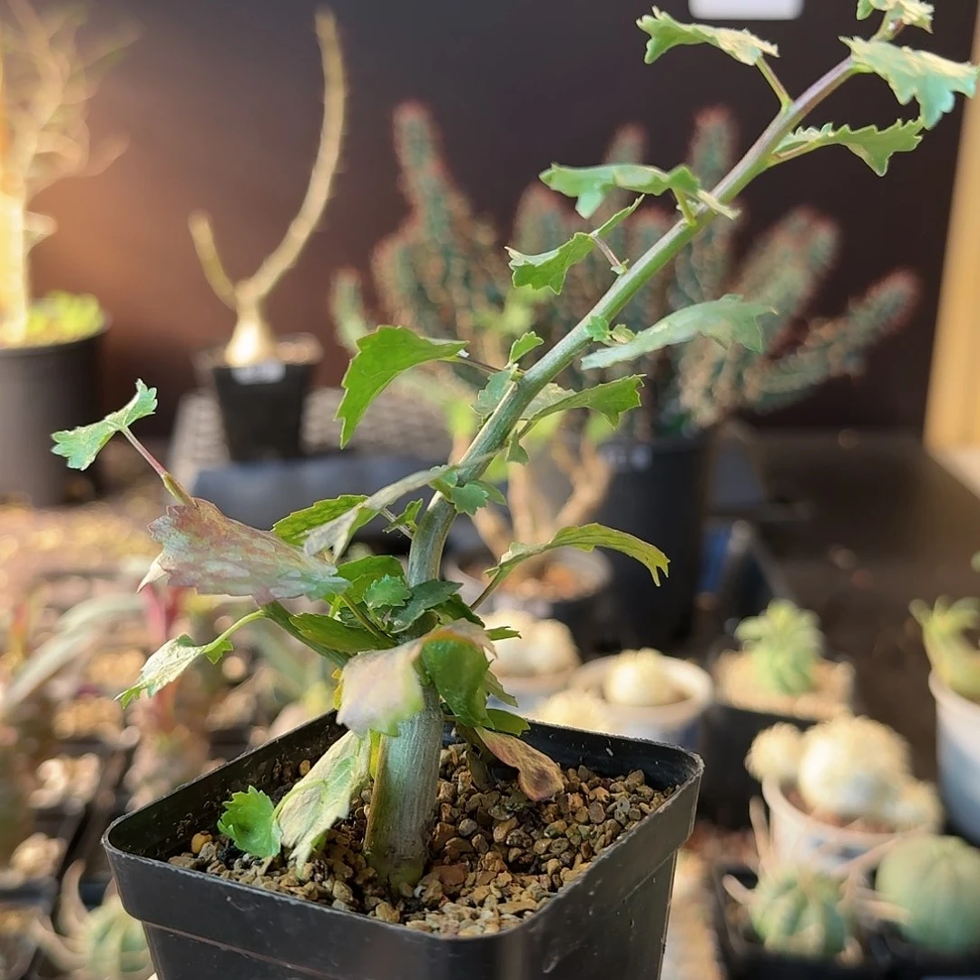 一**秋纳马橄榄11111111