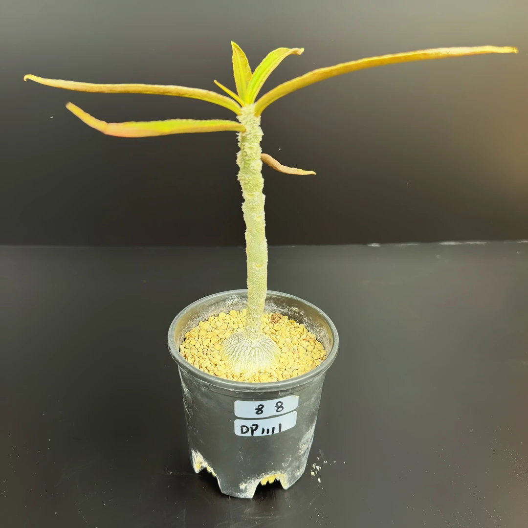 【艺茗】瓦莲大戟 大戟属 Euphorbia waringiae 马岛 块根