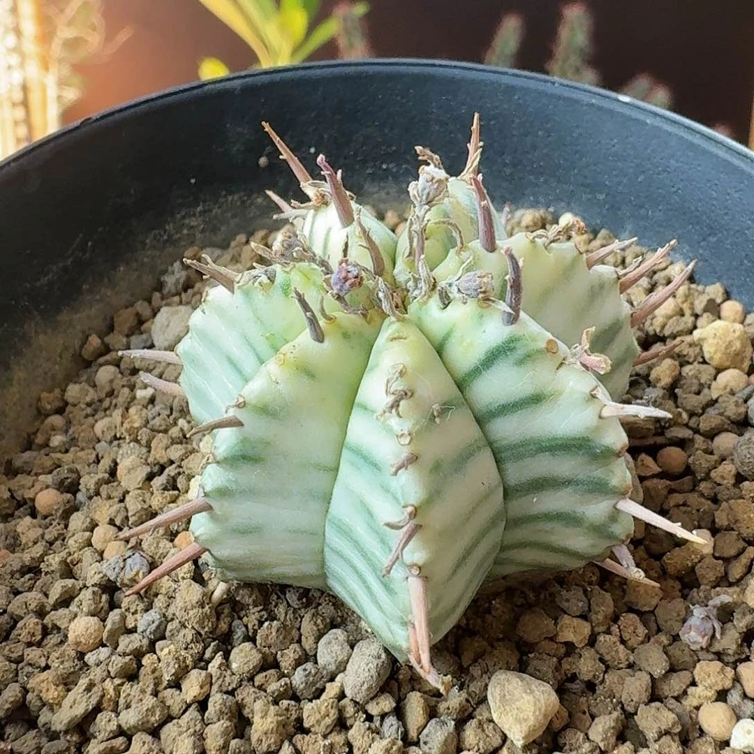 梅**壹斑马11111111