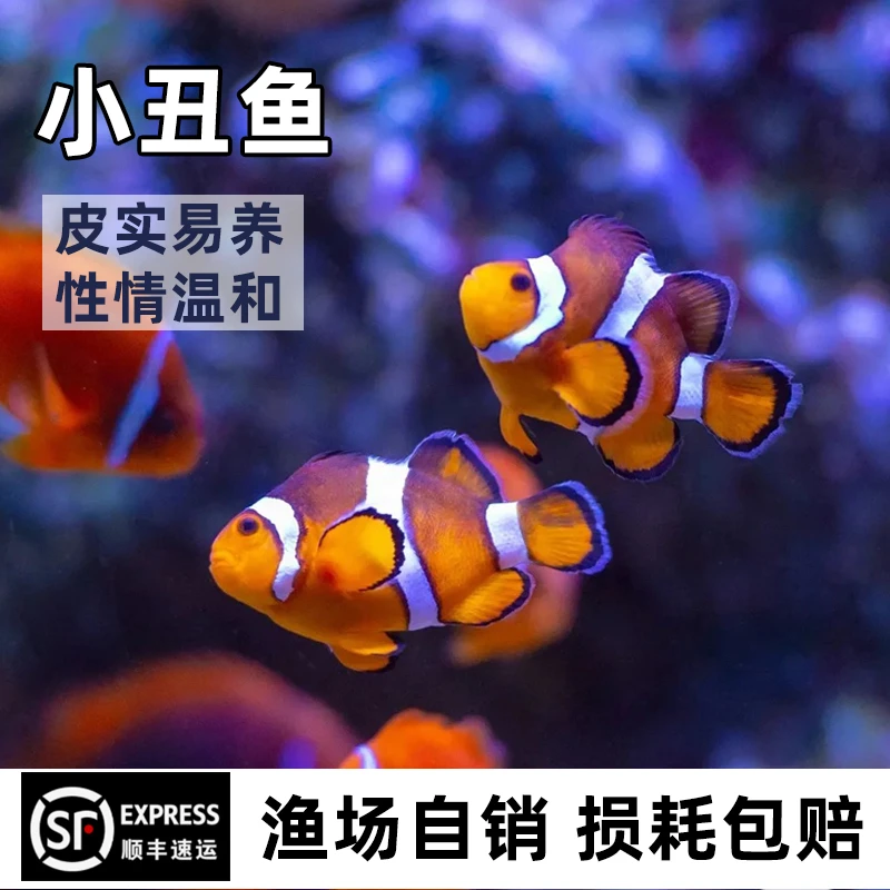 公子小丑鱼尼莫海水热带鱼人工繁殖观赏鱼奥黑熊猫全纹无瑕疵