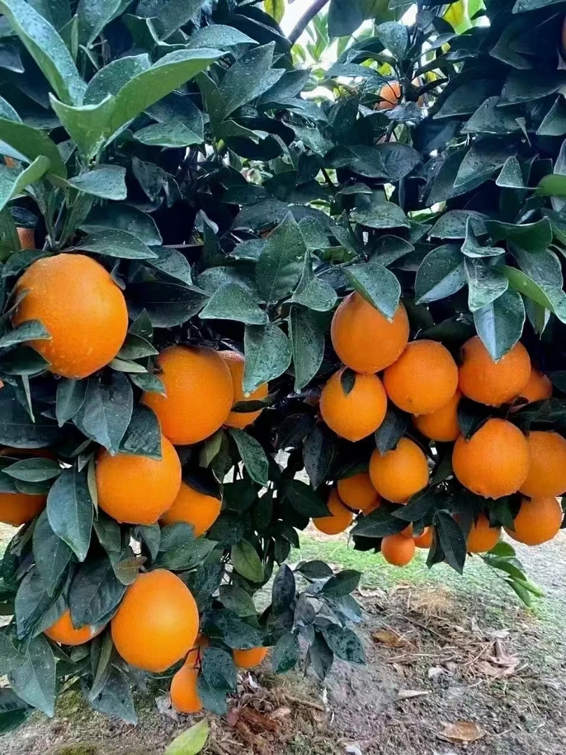 20斤正宗江西赣南脐橙现摘现发包邮整箱批发新鲜水果产地直发橙子