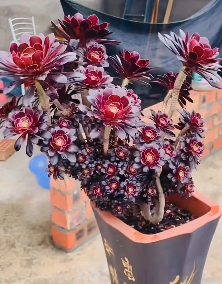 直播间专用链接多肉植物法师老桩绿植盆栽一物一拍满28包邮