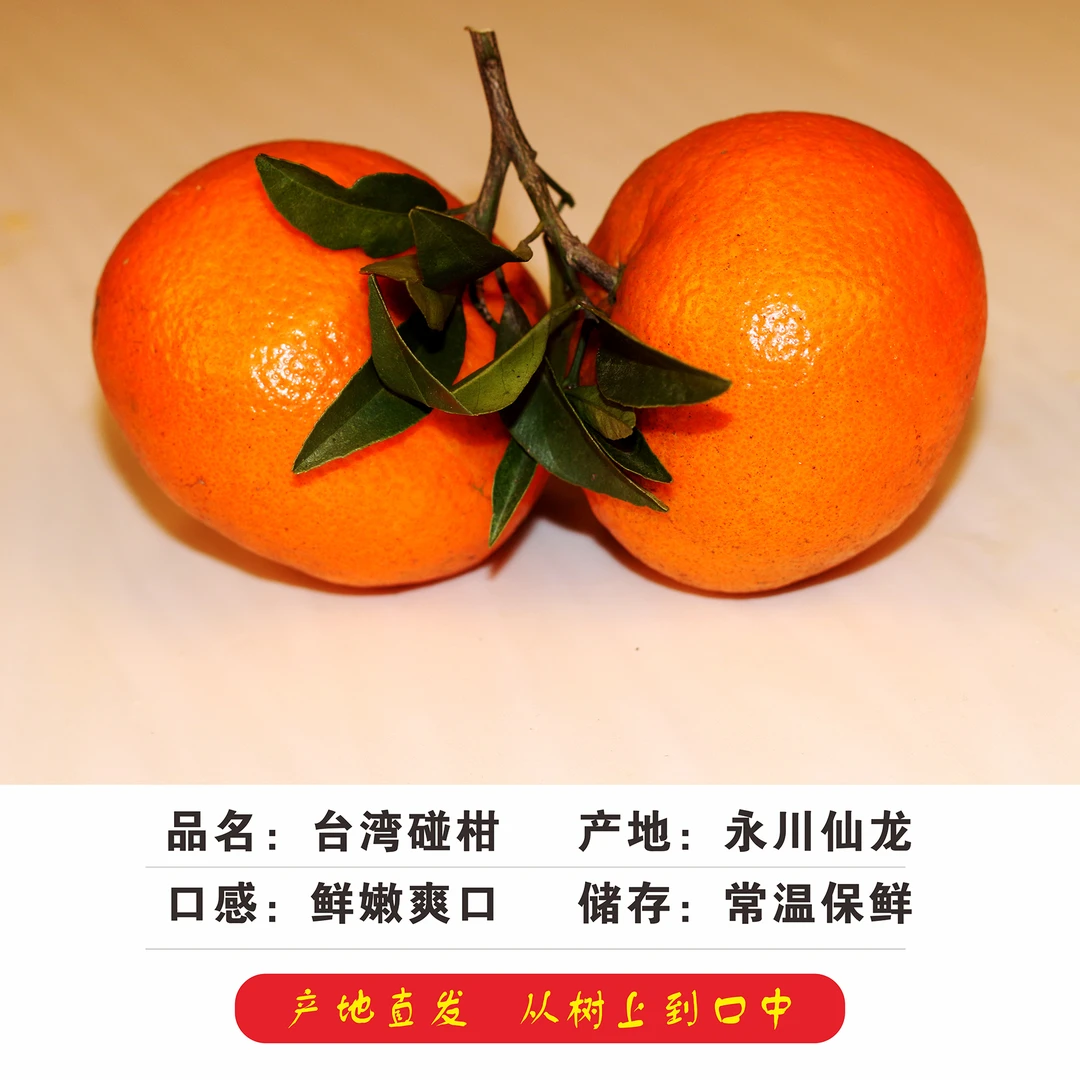 农户自种现摘现发台湾椪柑新鲜营养鲜嫩保鲜采摘爽口优选新年