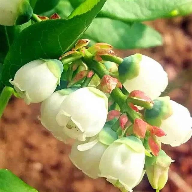 一物一拍           原土带花饱         盆栽地载      花园植物