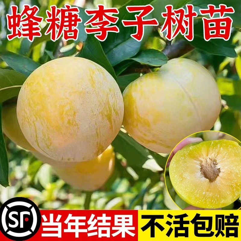 正宗蜂糖李子树苗贵州脱骨李子树苗早熟南方北方地栽盆栽网红植物