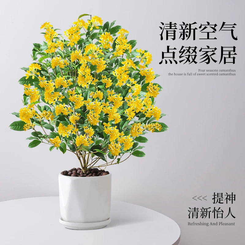 桂花树苗天香台阁盆栽带花苞室内阳台庭院地栽树开花不断花卉植物