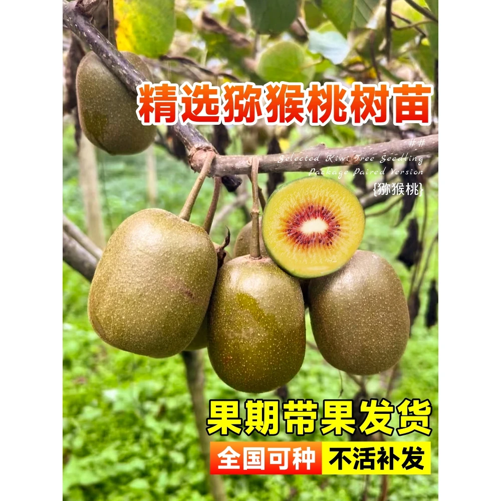 猕猴桃树果苗红心软枣奇异果树苗室内庭院南北方四季种植当年结果