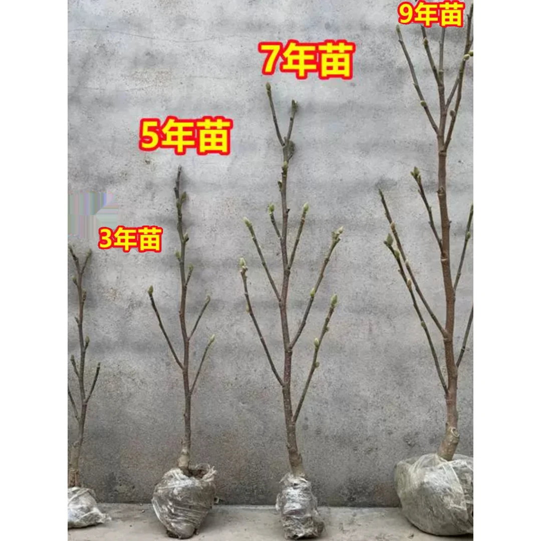 矮化玉兰树苗抗耐寒耐冻花卉室内外绿植物白黄矮化玉兰花树苗盆栽