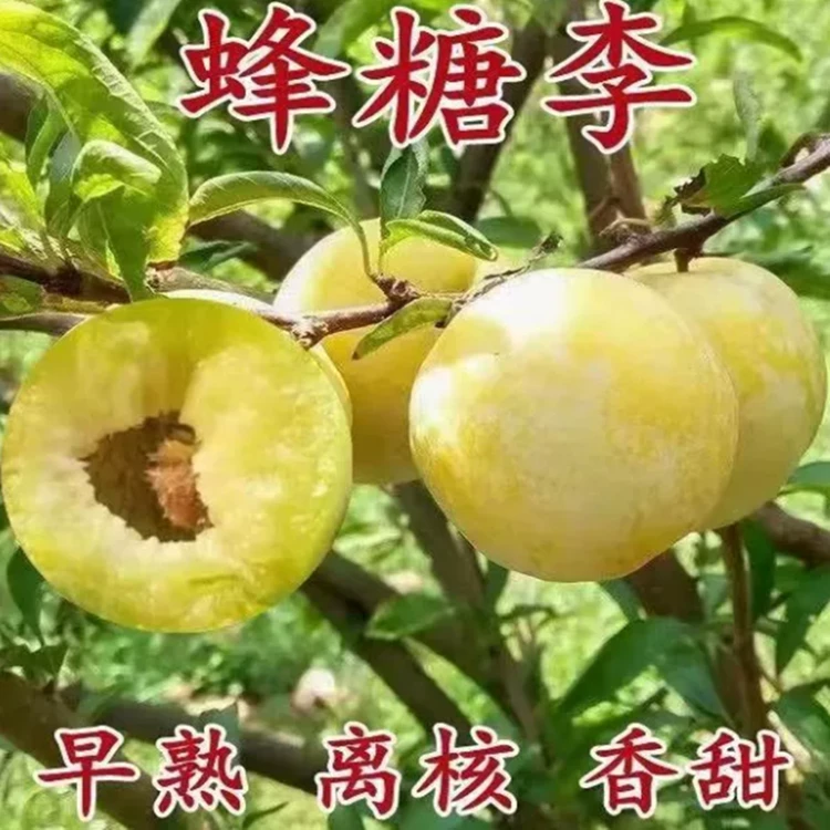 特大蜂糖李子树苗脱骨清脆李子果苗盆栽地栽南方北方种植西梅树苗