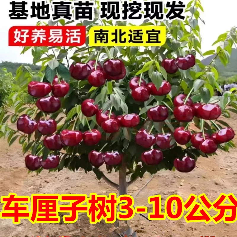 车厘子树苗特大樱桃树苖南方北方种植盆栽庭院果树樱桃树大樱桃苗