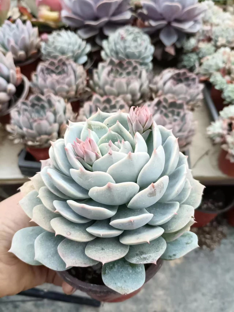 雪域蓝巴黎（荷叶莲）多肉植物