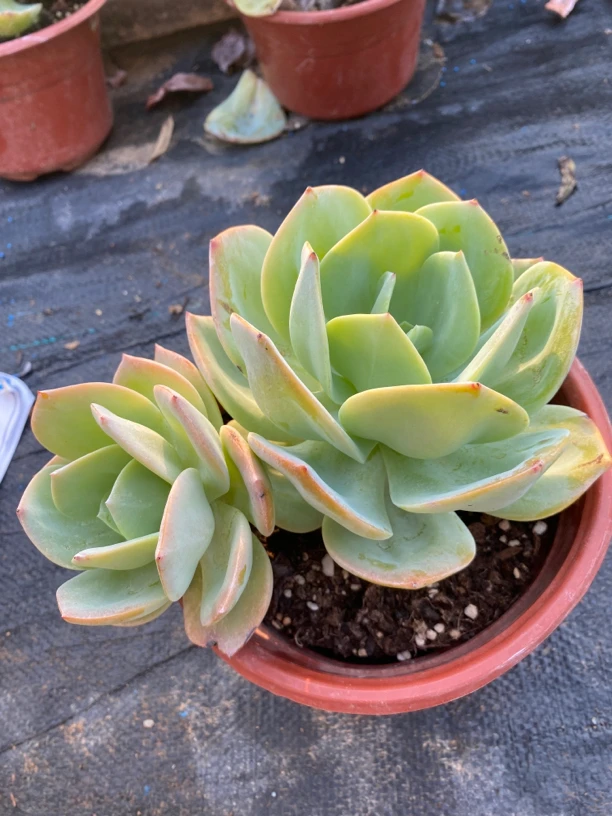 白凤双头无砍老桩